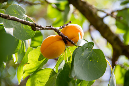 Ripe apricots on the branch of a tree in the gardenの写真素材