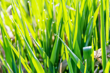 Green grass with dew drops, close-up. Nature backgroundの写真素材