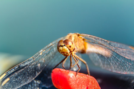 Macro of a dragonfly on a red flower in the garden