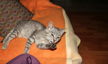 Cute tabby cat sitting on sofa at home and looking at cameraの写真素材