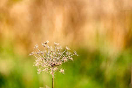 Close up of dry plant in the meadow, shallow depth of fieldの写真素材