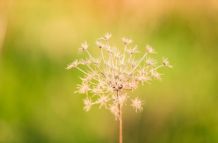 Close up of dill flower in the meadow, shallow depth of field