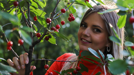 Beautiful young woman picking cherries from a tree in the gardenの写真素材