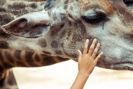 Child's hand caressing giraffeの素材