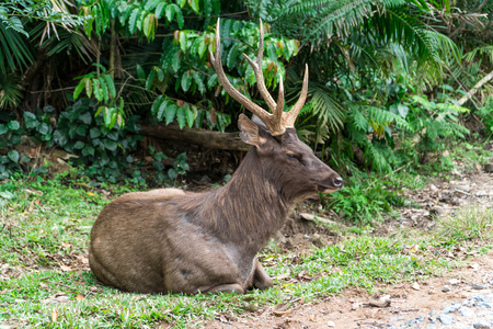 Sambar deer relaxing on the lawnの写真素材