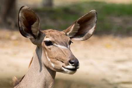 Close up of the Antelope at zooの写真素材
