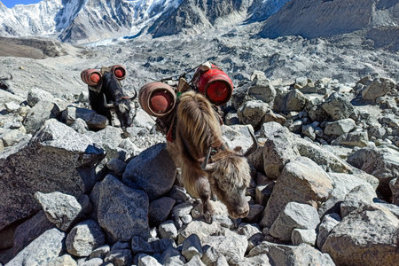 Yaks is the only way to carry goods and gas up to Everest Base camp. Yaks carrying empty gas cylinders from Gorakshep.の写真素材