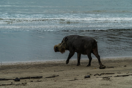 A portrait of a large Bearded Pig in the BakoNational park of Sarawak in Malaysian Borneo.の写真素材
