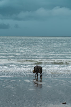 A portrait of a large Bearded Pig in the BakoNational park of Sarawak in Malaysian Borneo.の写真素材