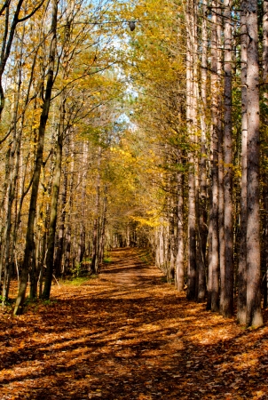 Dense leaf-covered foot path in forest in autumn の写真素材