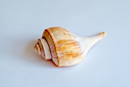 Single white and orange spiral conch from side on white background 