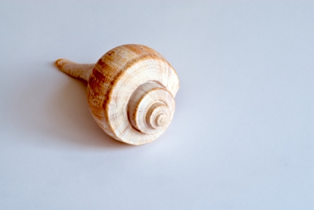 Single white and orange spiral conch on white background の写真素材