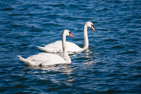 Pair of mute swans on wavy water の写真素材