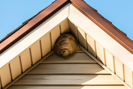 Gray paper wasp nest in corner of triangular roof against siding.の写真素材