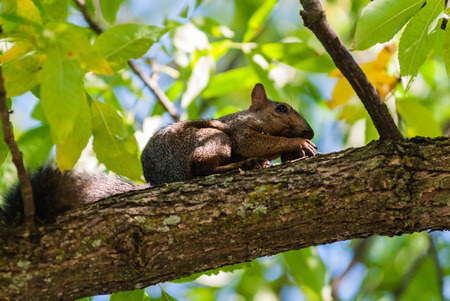 Gray squirrel sitting on branch holding nut with sharp claws and eating.の写真素材