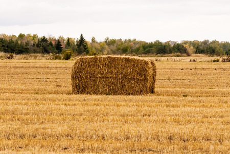 Single yellow hay bale in field against distant trees.