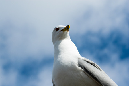 Seagull head and upper body from below facing forward and right casting shadow from beak and face...