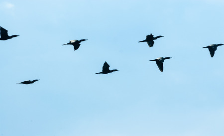 Flock of black cormorant birds flying fast from left to right on pale blue sky.の写真素材
