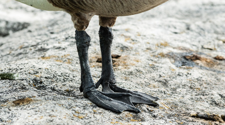 Close-up detail of scaly feet and claws of Canada Goose standing on rock surface.の写真素材