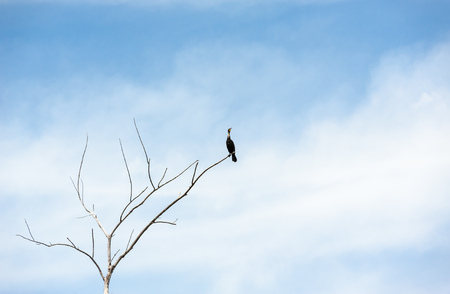 Single black cormorant bird standing on branch of dry leafless dead tree, looking up towards empty copy space on foggy sky.の写真素材