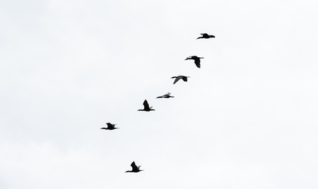 Flock of six black cormorant birds flying right to left in vertical formation on white sky.の写真素材