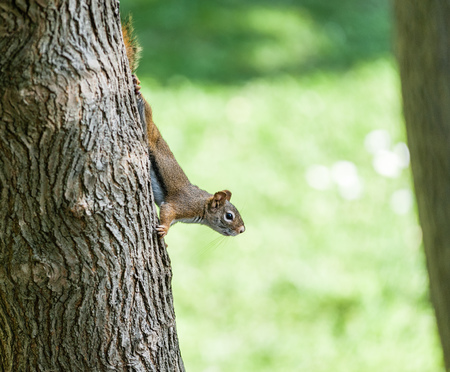 American Red Squirrel walking down tree, looking out against blurred green background.