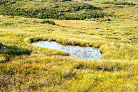 Large puddle in swampy meadow among rolling hills, in Gros Morne National Park, Newfoundland,...
