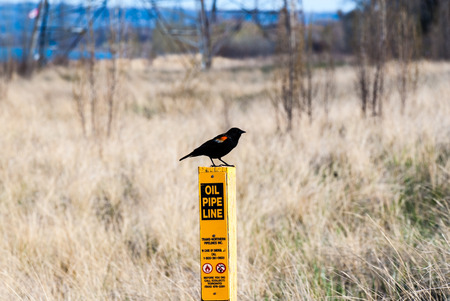 HAMILTON, CANADA - MAY 11, 2014: A red-winged blackbird stands on a post marking an underground oil pipeline that runs along the shore of western Lake Ontario.のeditorial素材