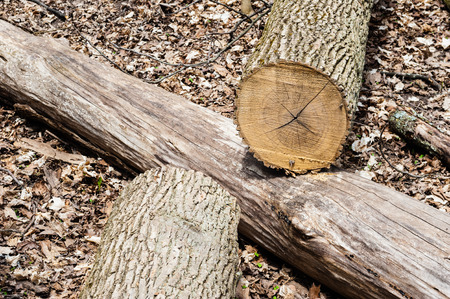 Log cut in half lying on another fallen tree on forest ground.