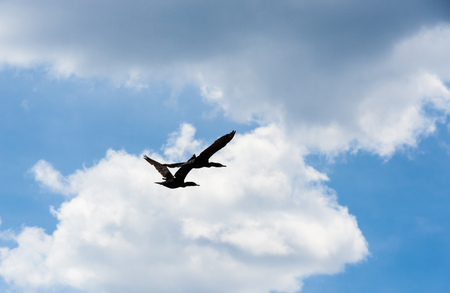 Two cormorant birds with wings open, flying across cumulus clouds on sky.の写真素材