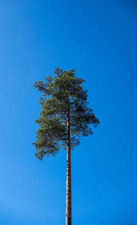 Single tall pine tree against clear blue sky in Norway.の写真素材