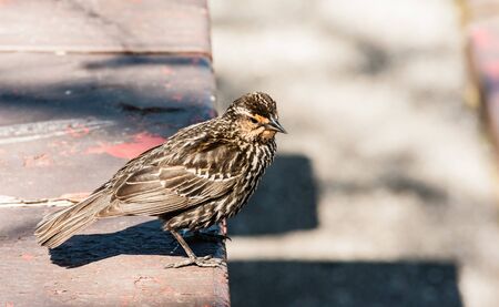Small spotted brown bird standing on ledge.の写真素材