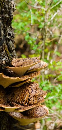 Parasitic brown fungus growing out of tree bark.の写真素材