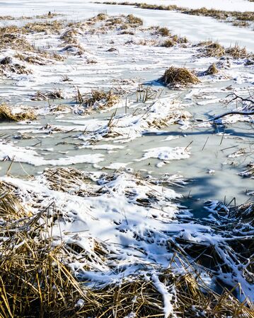 Clumps of dry grass and reeds on frozen pond covered in ice and snow patches.の写真素材