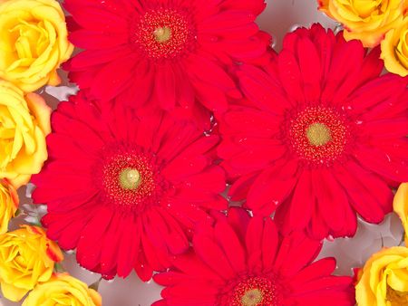 Pattern of red gerbera daisy and yellow roseの写真素材