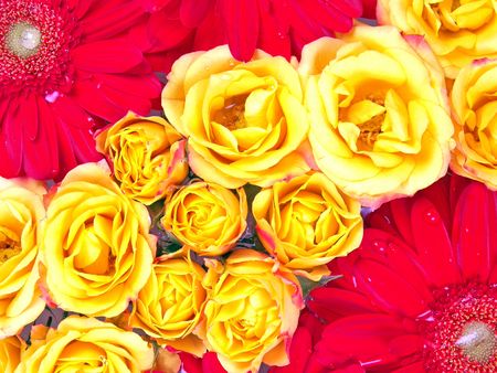 Pattern of red gerbera daisy and yellow roseの写真素材