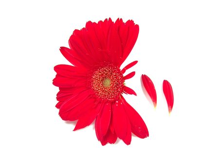 Petals falling off from a red gerbera daisyの写真素材