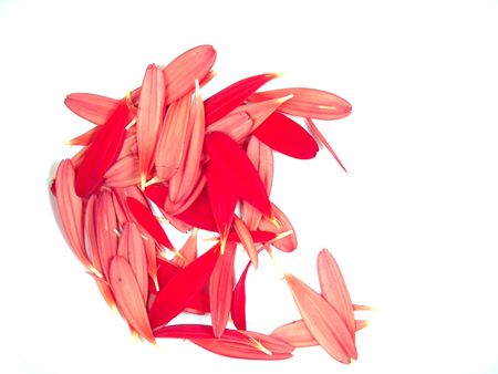 Macro view of gerbera daisy petals isolated on white backgroundの写真素材