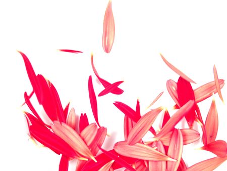 Macro view of falling gerbera daisy petals isolated on white backgroundの写真素材