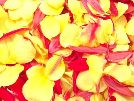Flower Petals Background (Rose and Gerbera Daisy)の写真素材