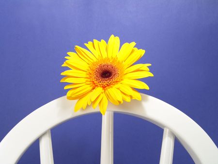 Yellow gerbera daisy on a chair with a blue backgroundの写真素材