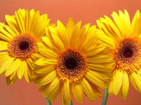 Yellow gerbera daisies with a peach backgroundの写真素材
