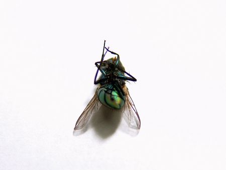 Black Fly Close Up On White Background                               の写真素材