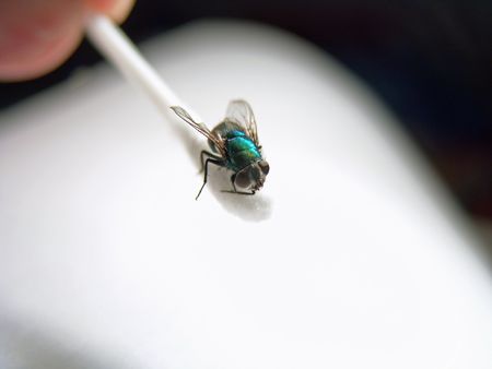 Black Fly Close Up On Cotton Swab White Background                               の写真素材