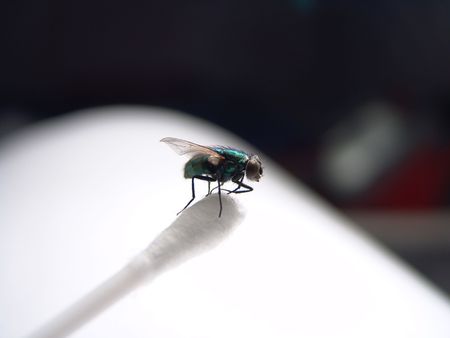Black Fly Close Up On Cotton Swab White Background                               の写真素材