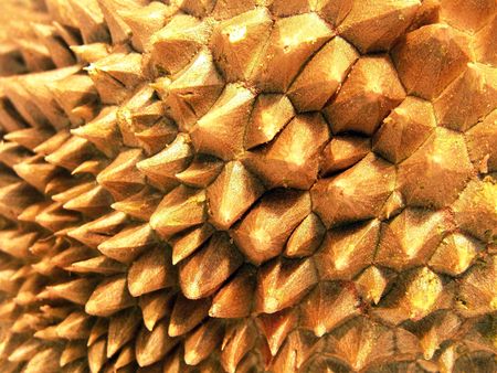 Macro view of ripe and juicy durian (brilliant colors photo)                               の写真素材