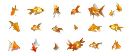 Many beautiful goldfishes isolated on white background (can be used individually)の写真素材