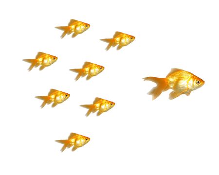 Many beautiful goldfishes isolated on white background (can be used individually)の写真素材