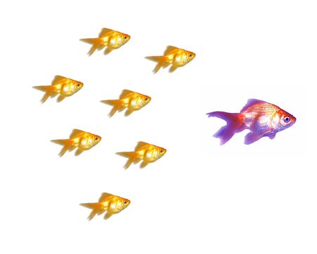 Many beautiful goldfishes isolated on white background (can be used individually)の写真素材
