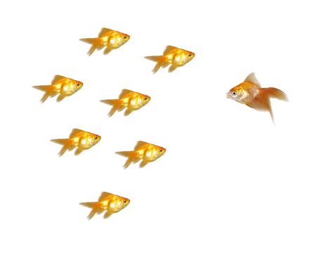 Many beautiful goldfishes isolated on white background (can be used individually)の写真素材